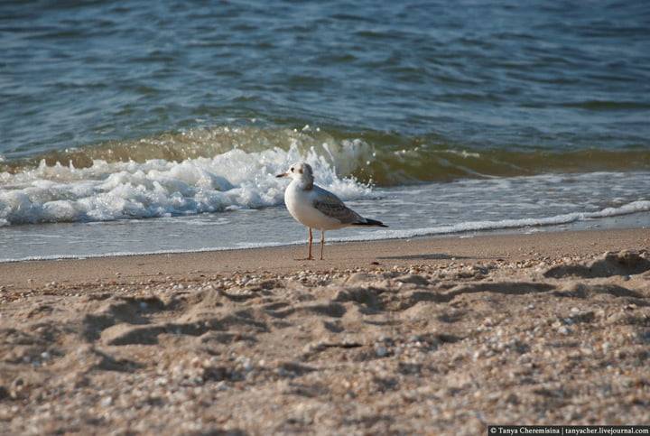 Чайка на пляже в Бердянске